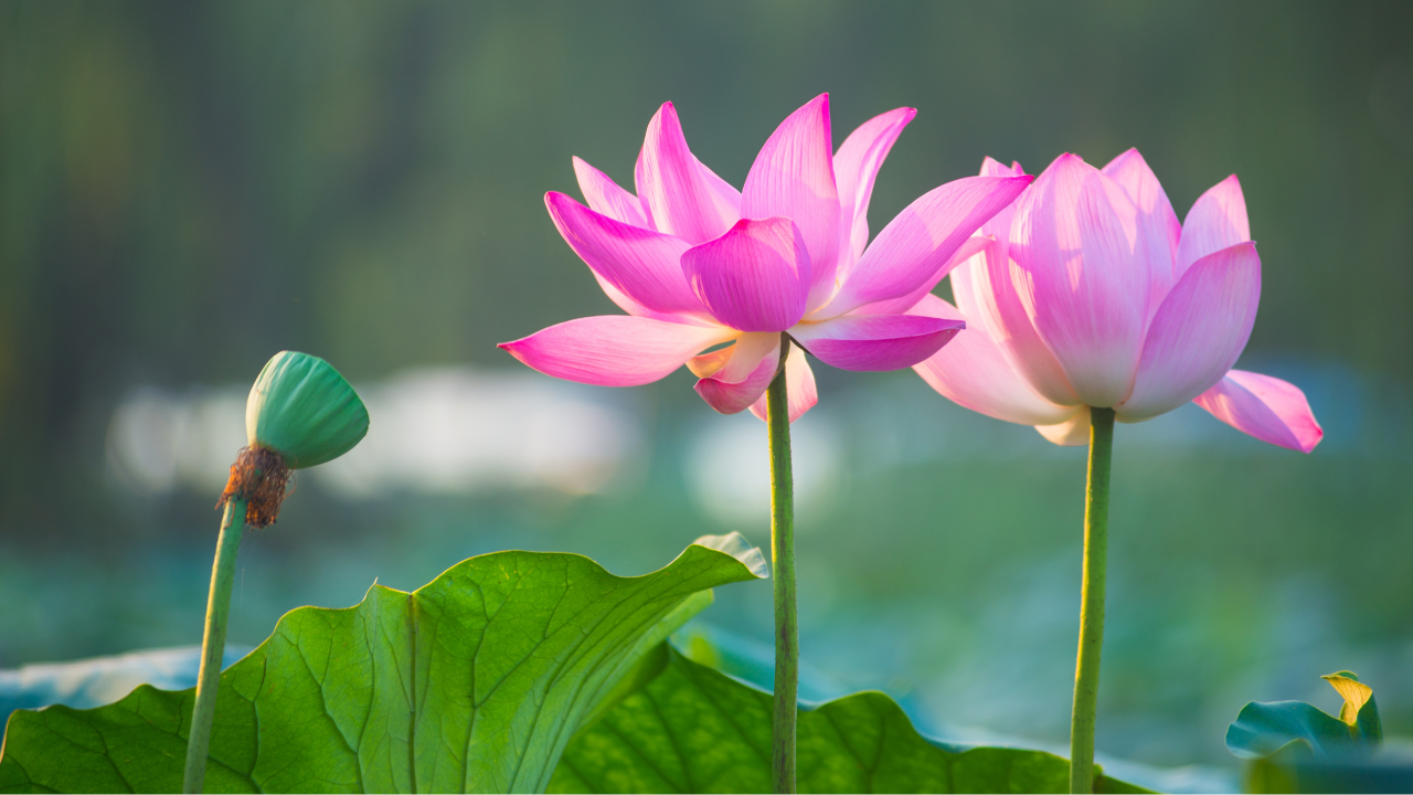 あなたの可能性を開花させるパーソナルトレーニング